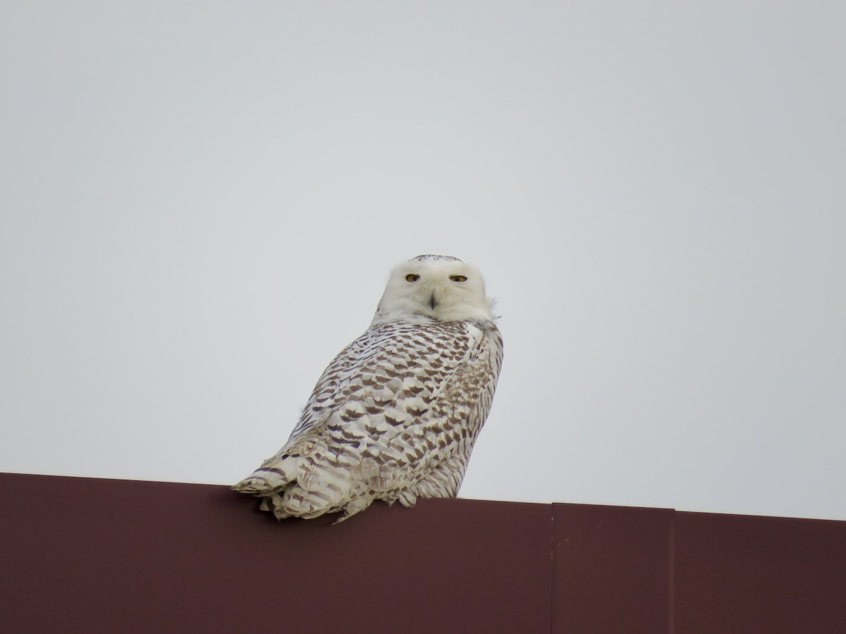 Snowy Owl - ML610718729