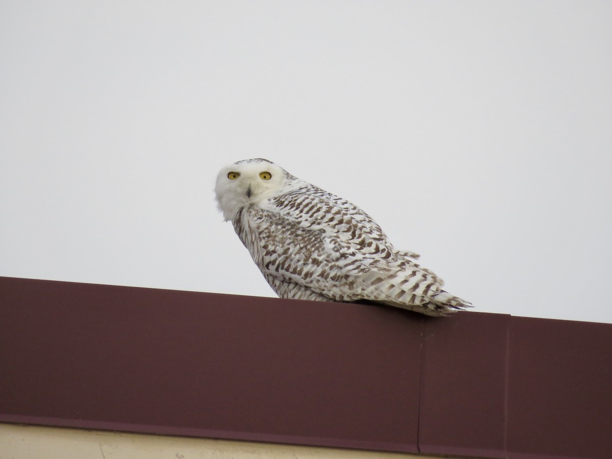 Snowy Owl - ML610718745