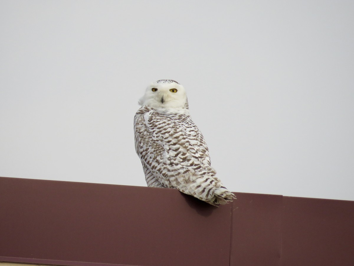 Snowy Owl - ML610718822