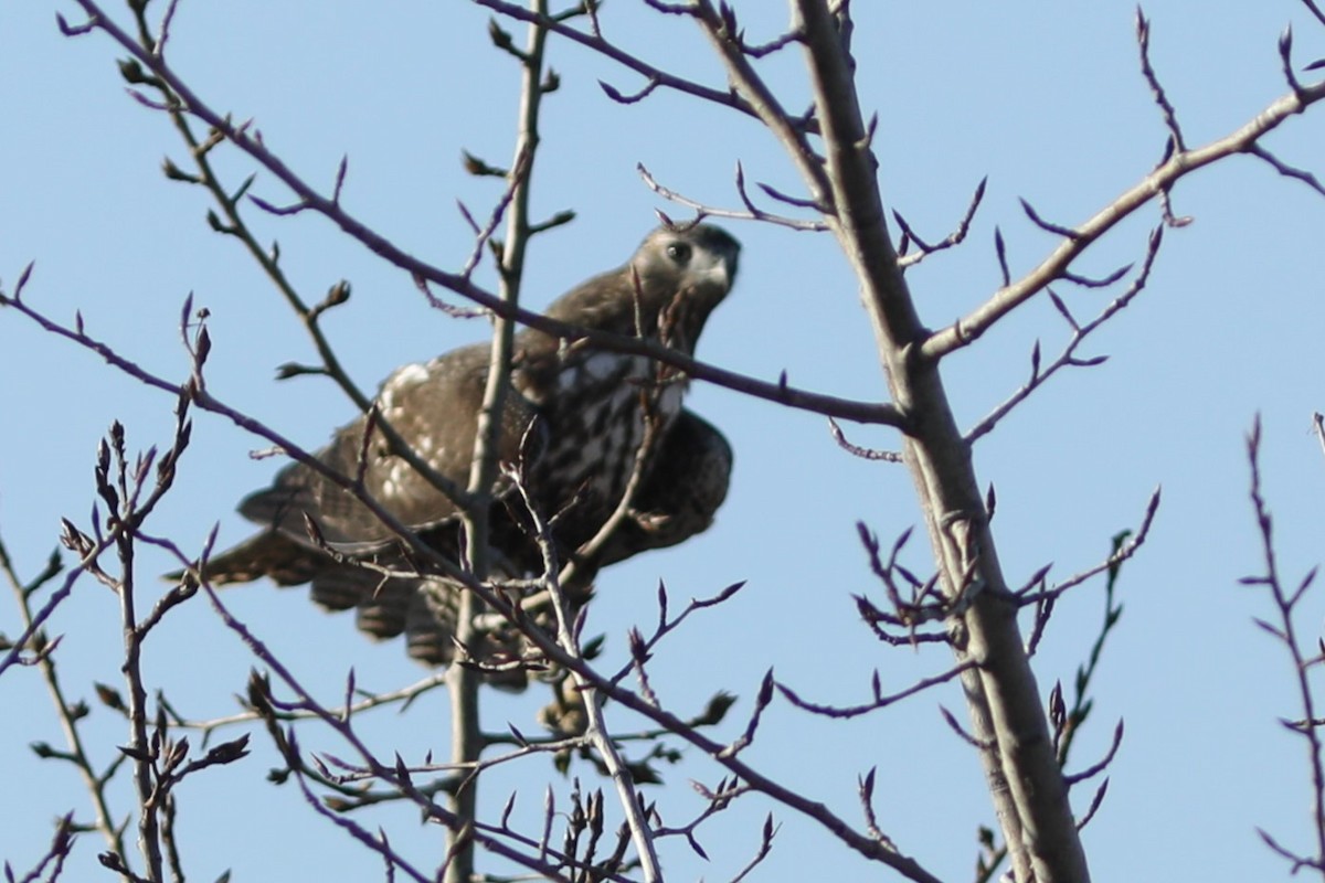 Red-tailed Hawk (Harlan's) - ML610719147