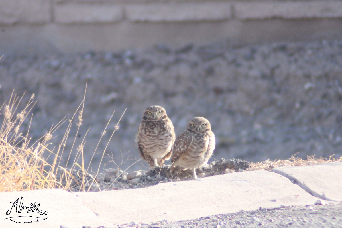 Burrowing Owl - ML610719688