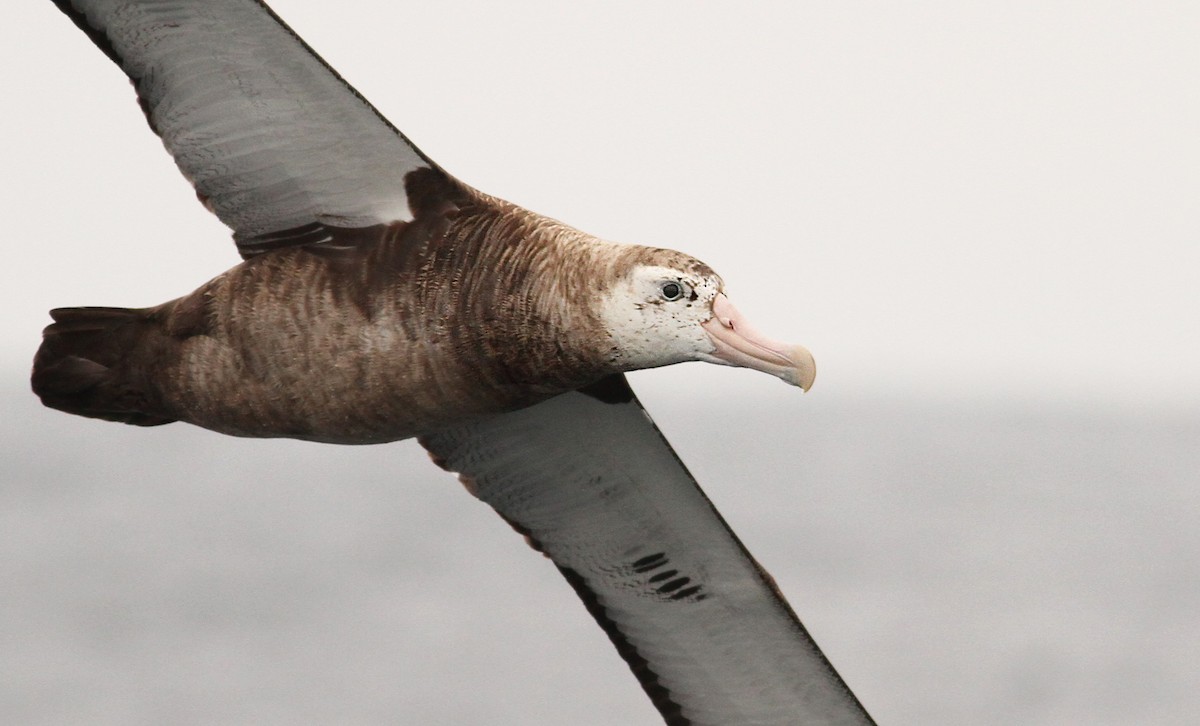 Albatros hurleur, A. de Tristan da Cunha ou A. des Antipodes - ML61071971