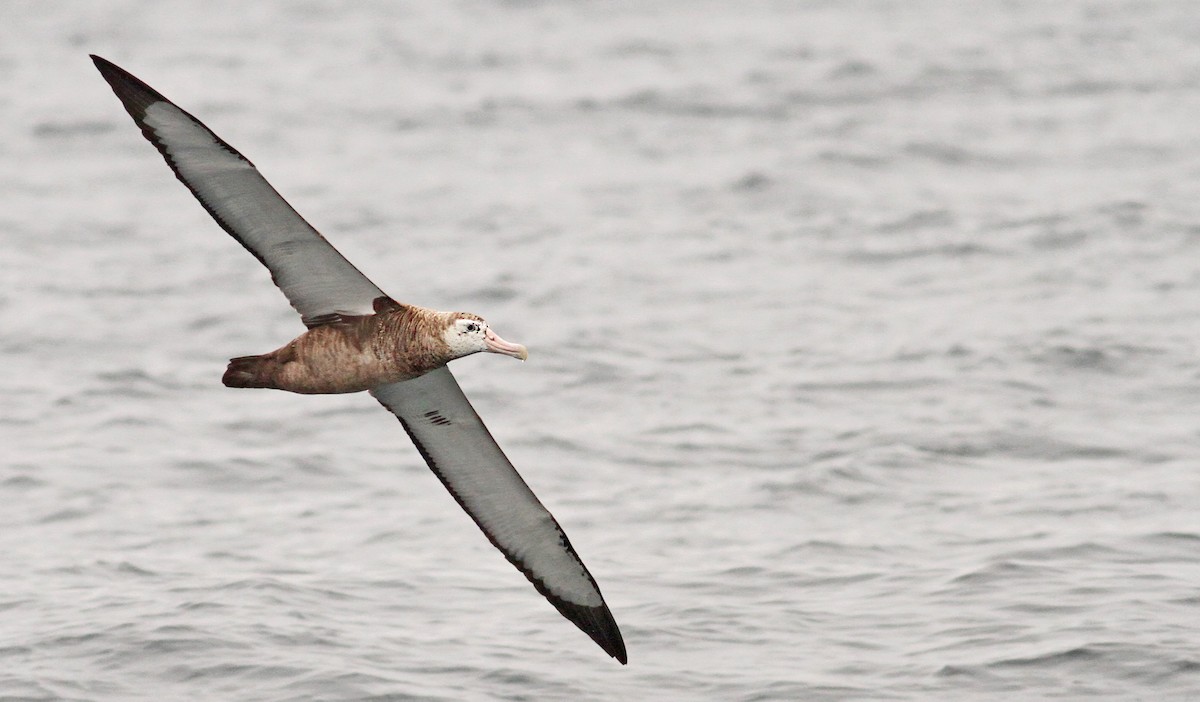 Albatros hurleur, A. de Tristan da Cunha ou A. des Antipodes - ML61071981