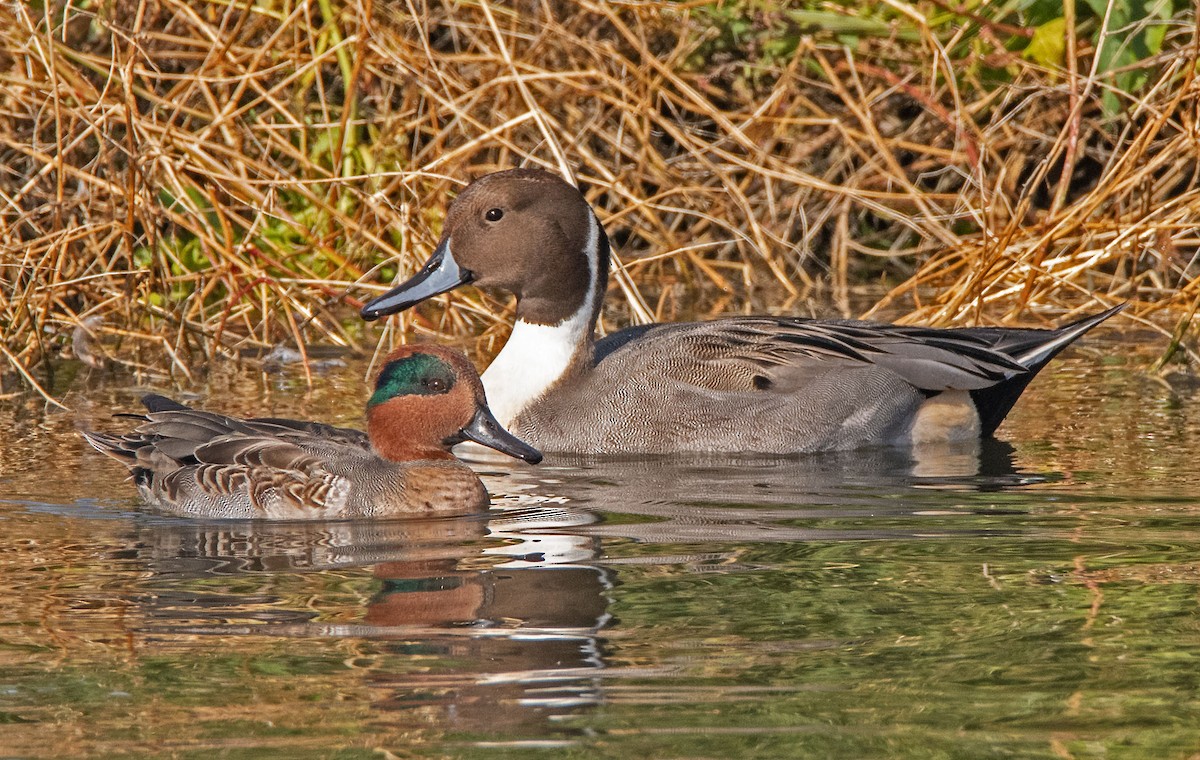 Green-winged Teal - ML610719871