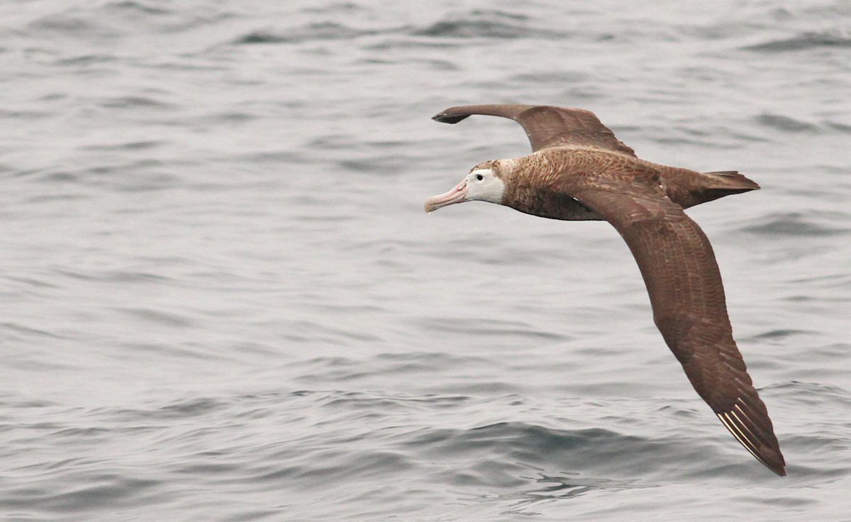 Snowy/Tristan/Antipodean Albatross - ML61071991