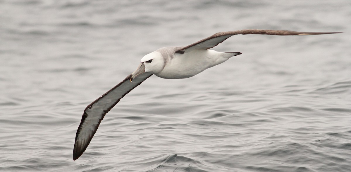White-capped Albatross - Luke Seitz
