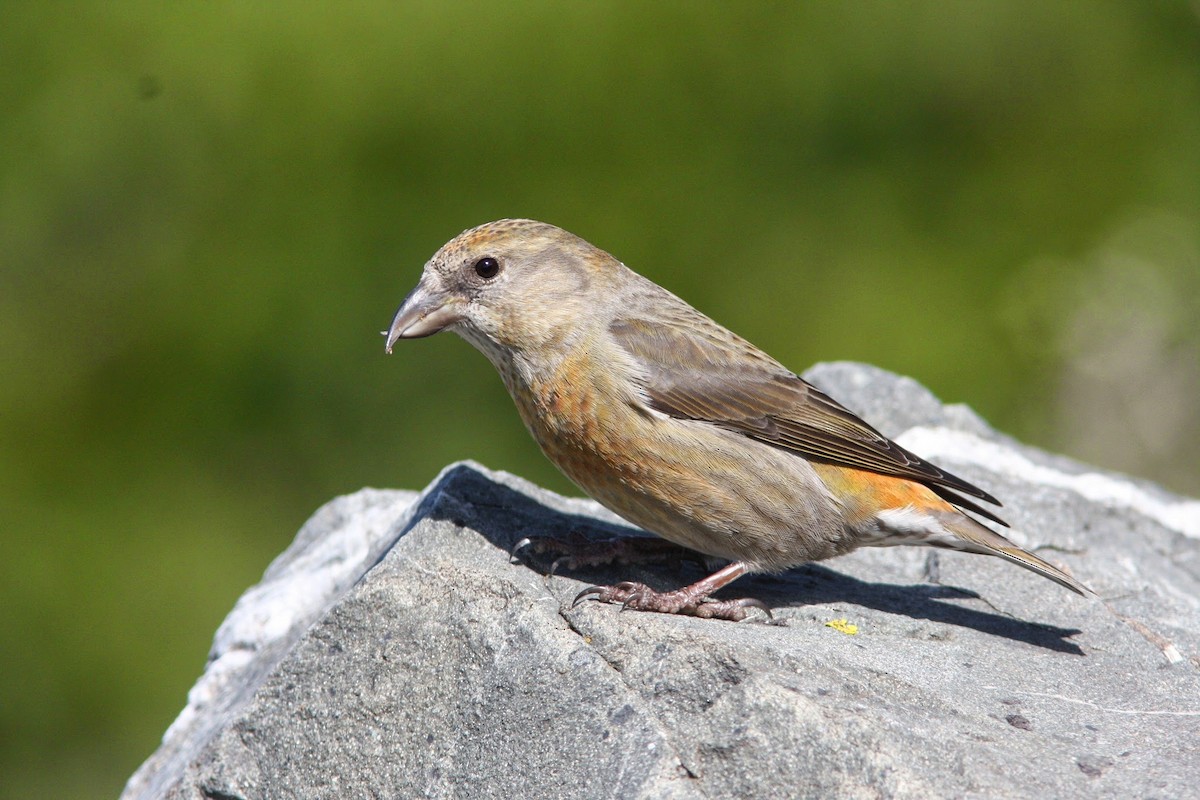 Red Crossbill (Sitka Spruce or type 10) - ML610720015