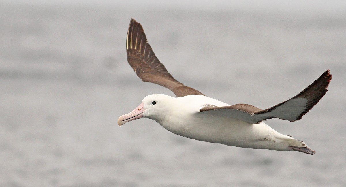 Northern Royal Albatross - Luke Seitz