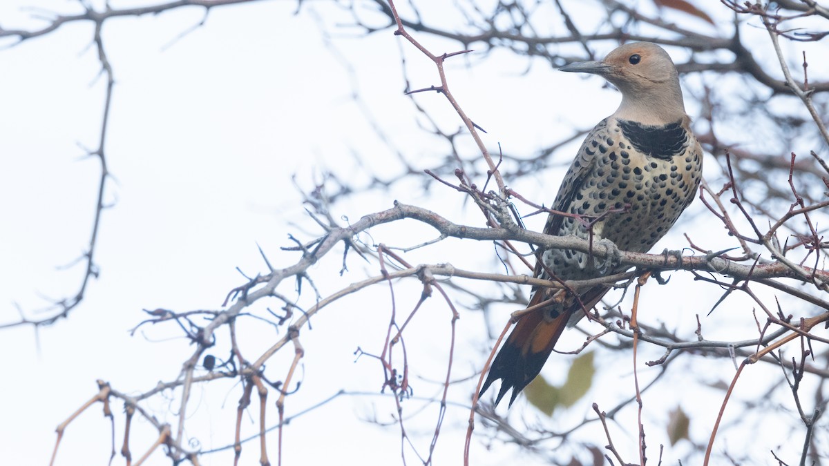 Northern Flicker (Yellow-shafted) - ML610720985