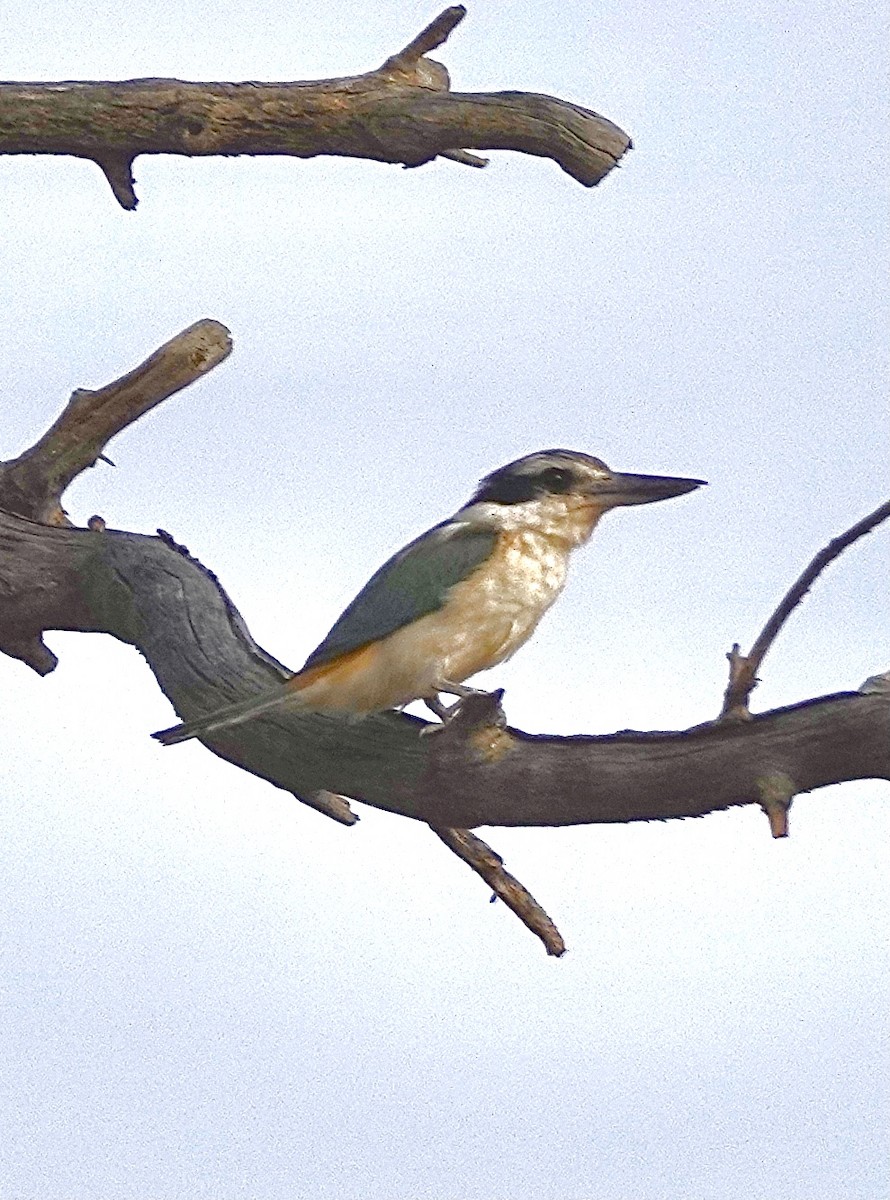 Red-backed Kingfisher - ML610721092