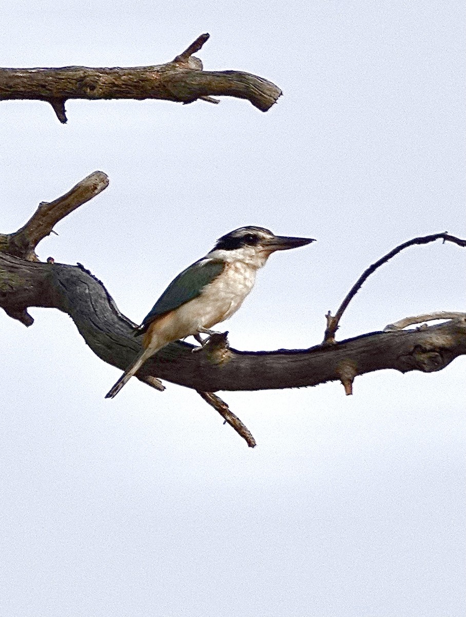 Red-backed Kingfisher - ML610721093