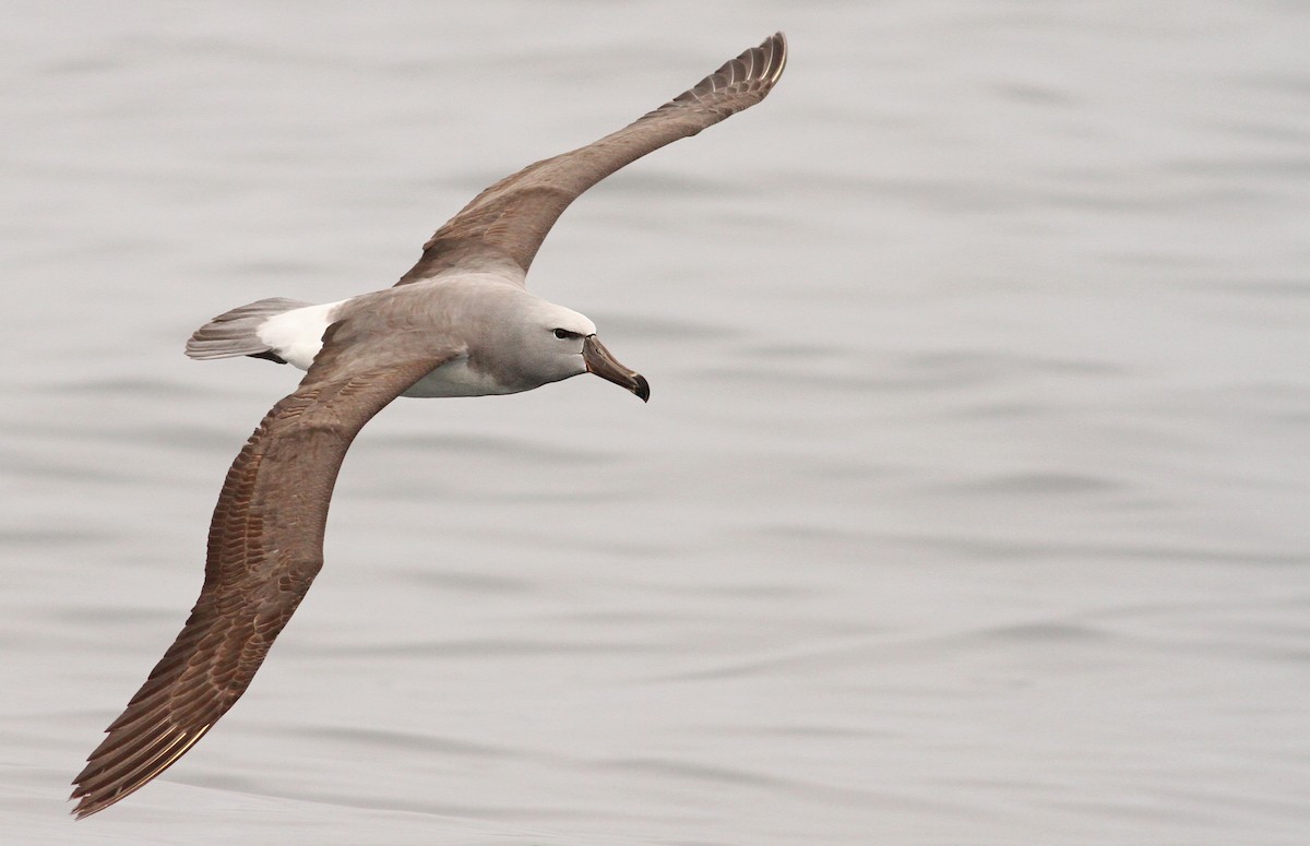 albatros snarský - ML61072171