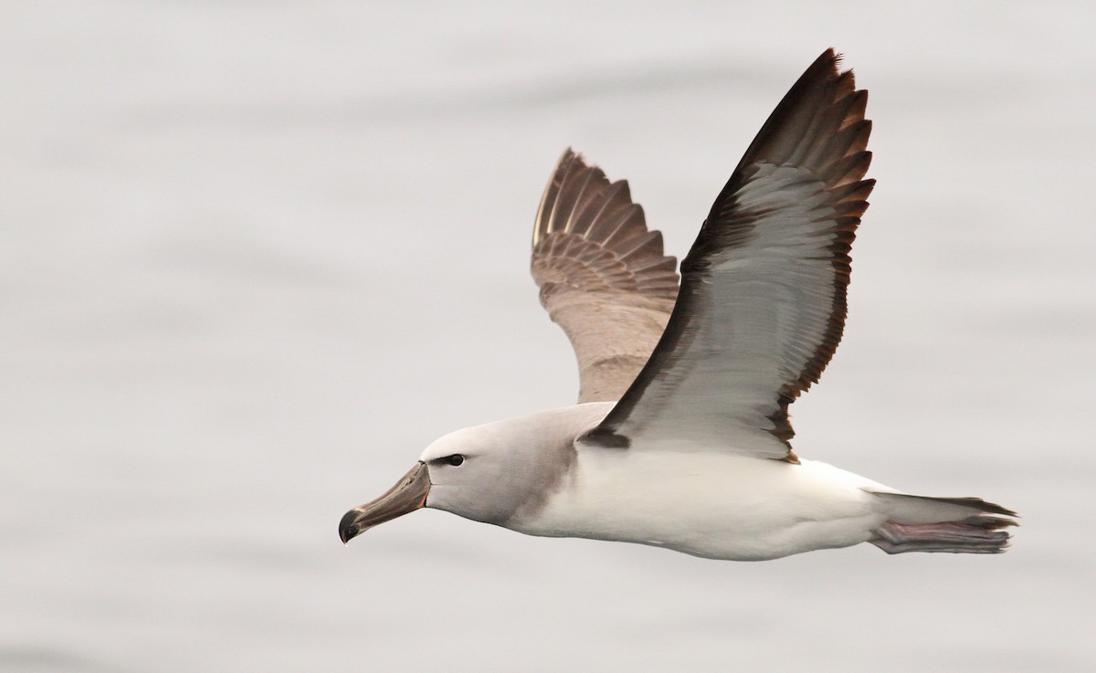 albatros snarský - ML61072181