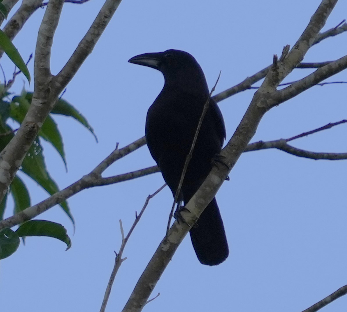 Flores Crow - ML610721884