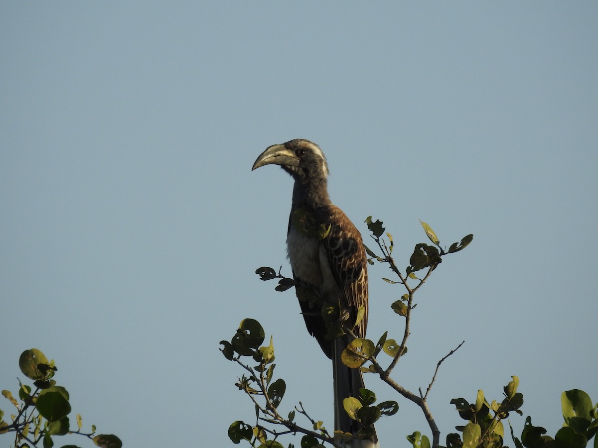 African Gray Hornbill - Suebsawat Sawat-chuto