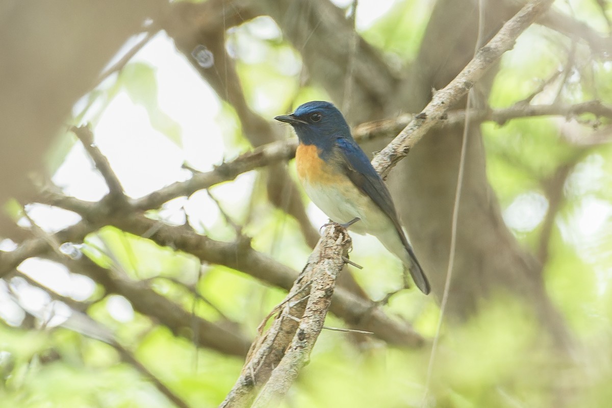 Blue-throated Flycatcher (Notch-throated) - kasun Gonagala