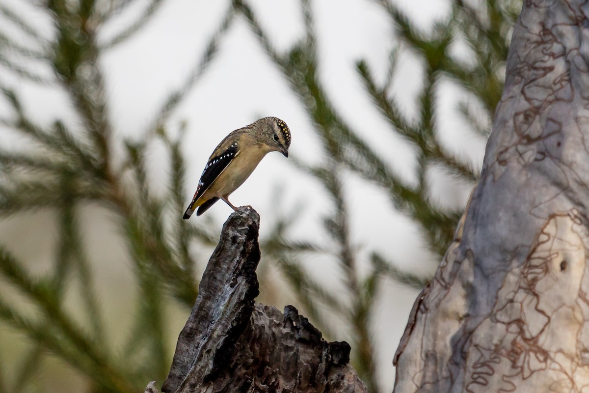 Spotted Pardalote - ML610722227
