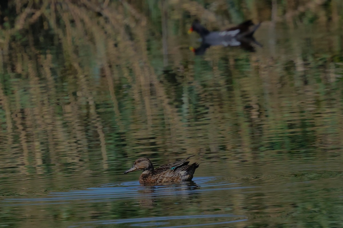Green-winged Teal - ML610722312