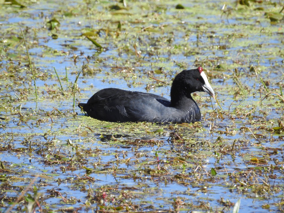 Red-knobbed Coot - ML610722515