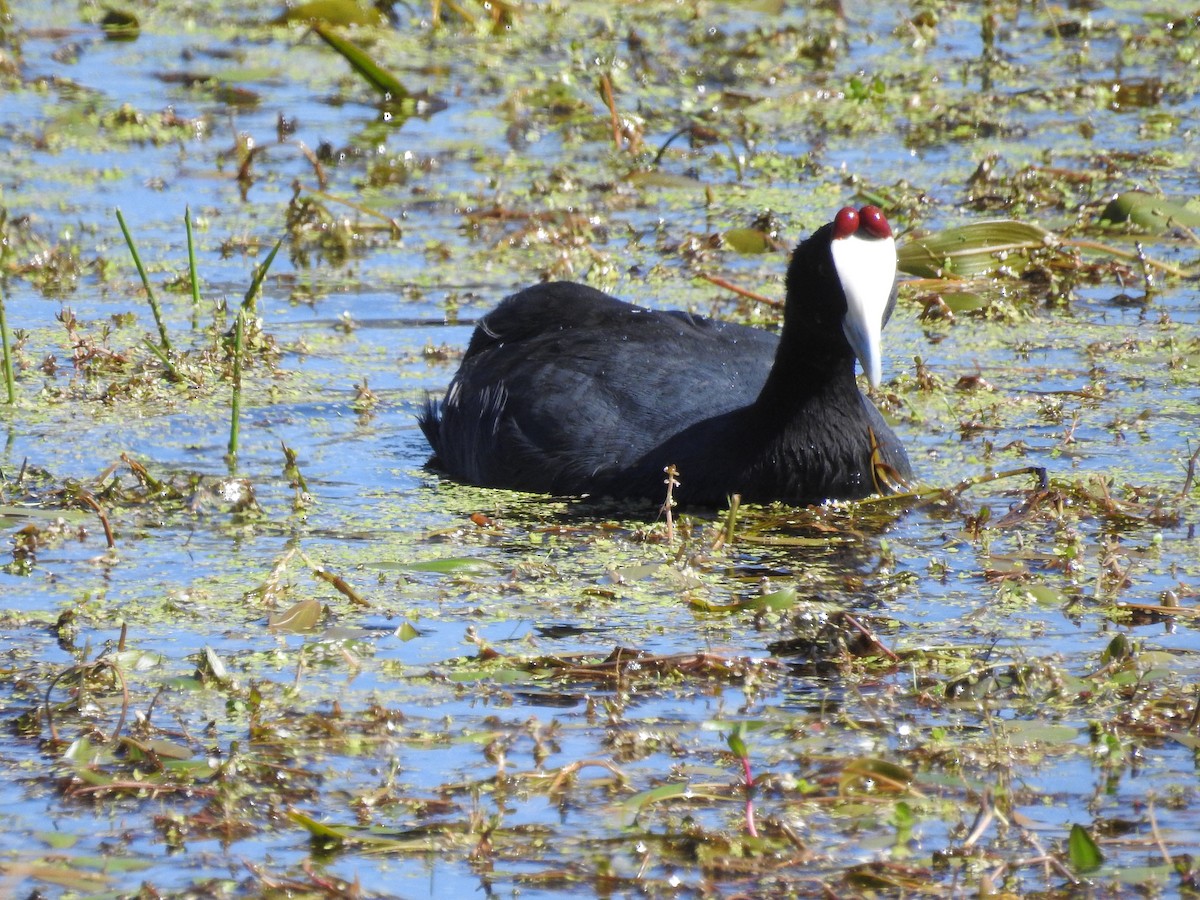 Red-knobbed Coot - ML610722518