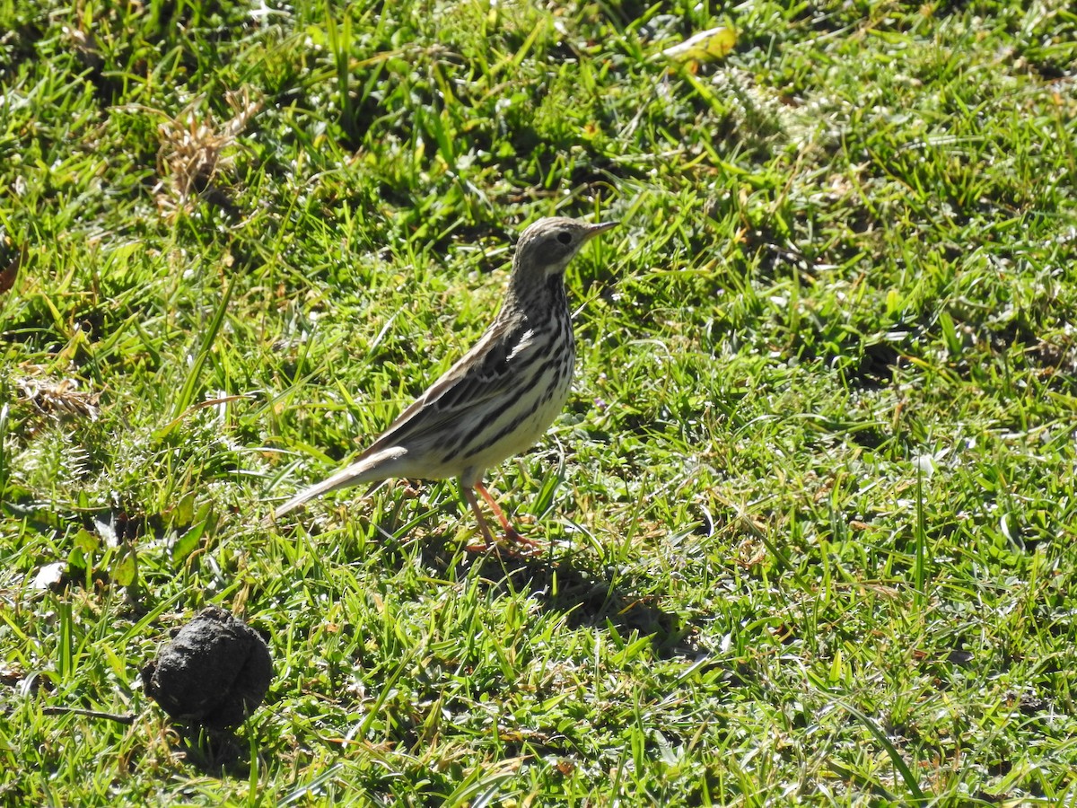 Red-throated Pipit - ML610722719