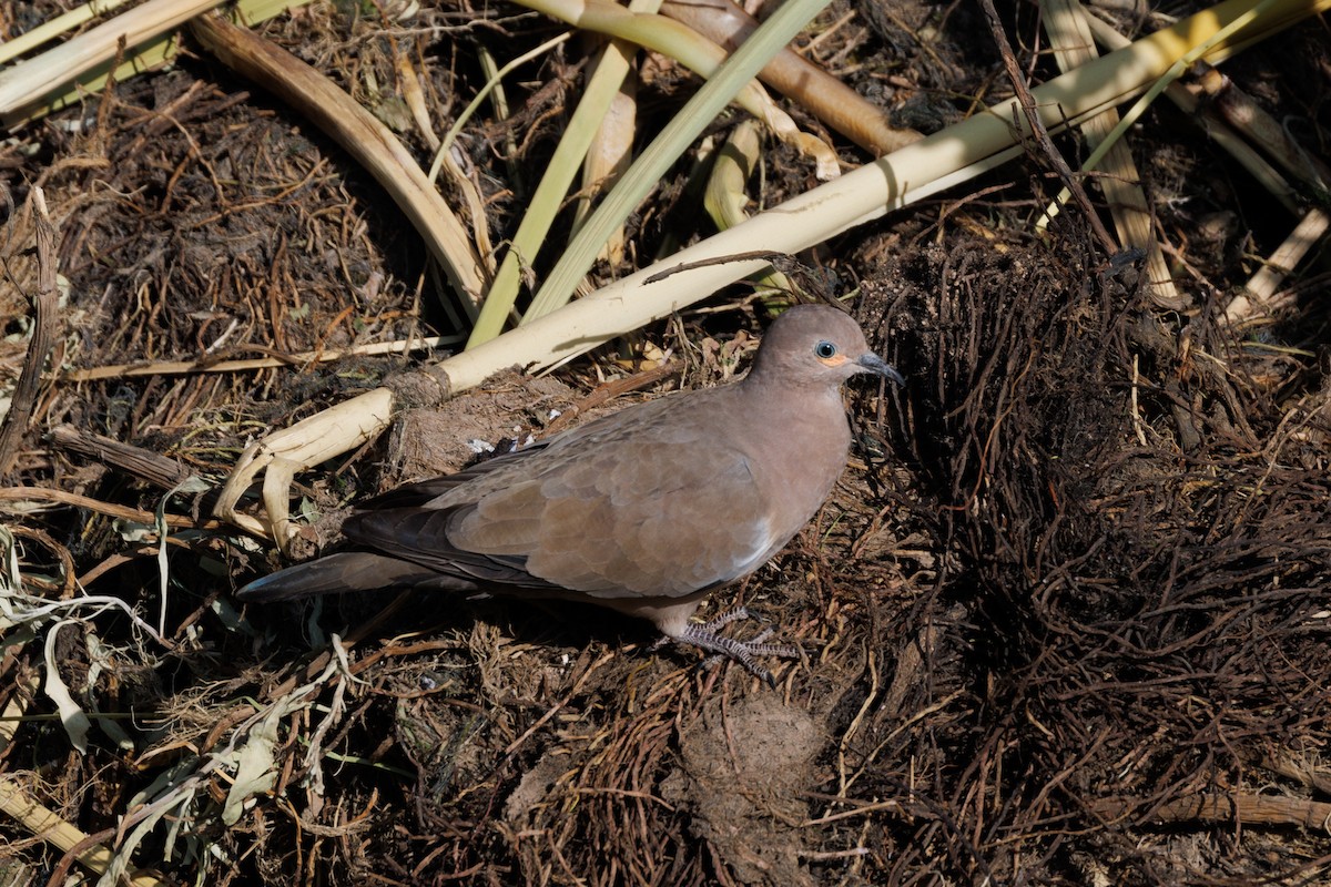 Black-winged Ground Dove - ML610723200