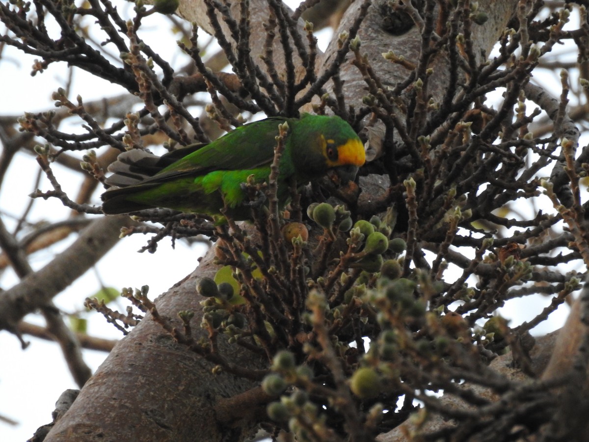 Yellow-fronted Parrot - Suebsawat Sawat-chuto