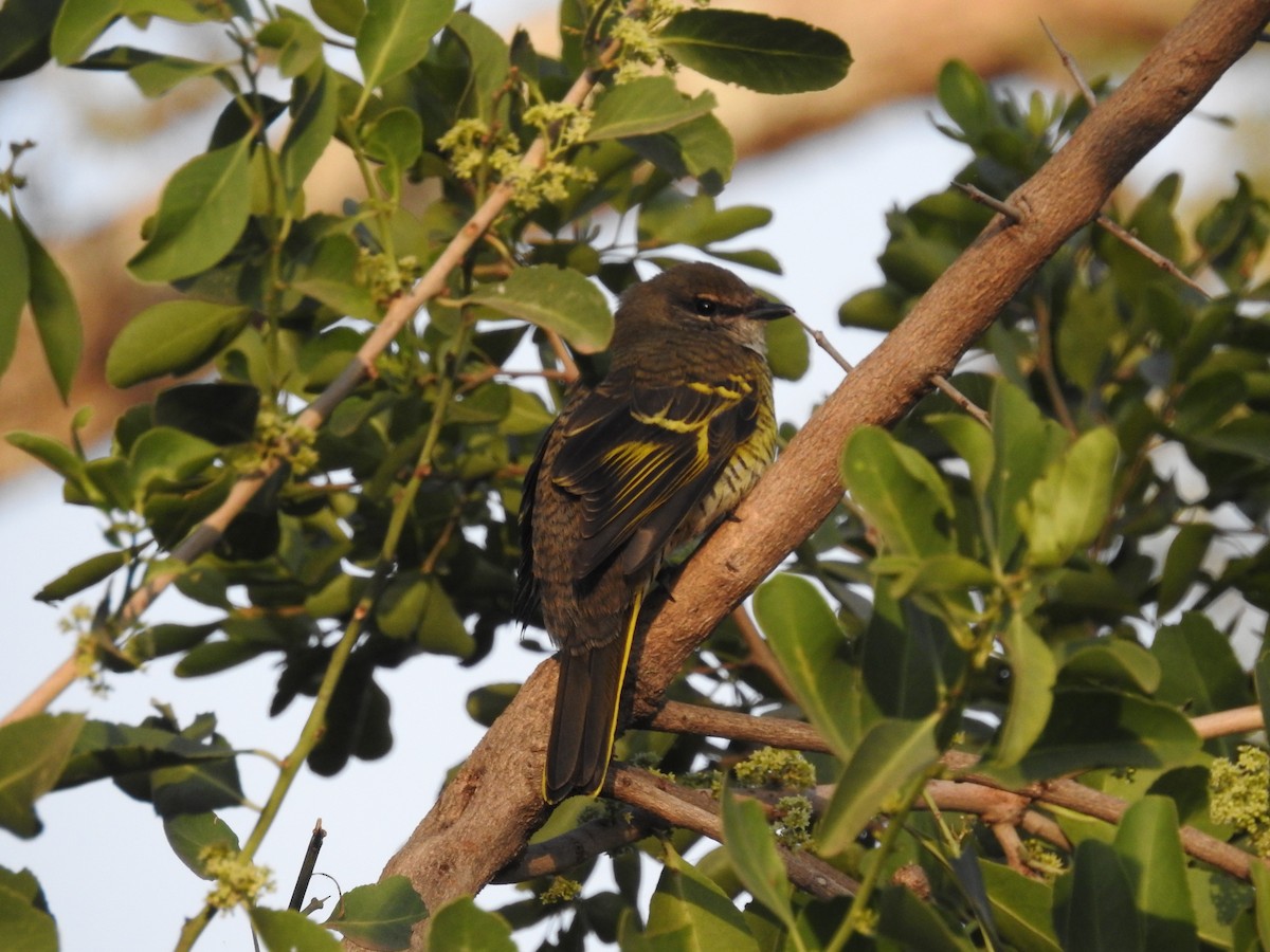 Red-shouldered Cuckooshrike - Suebsawat Sawat-chuto