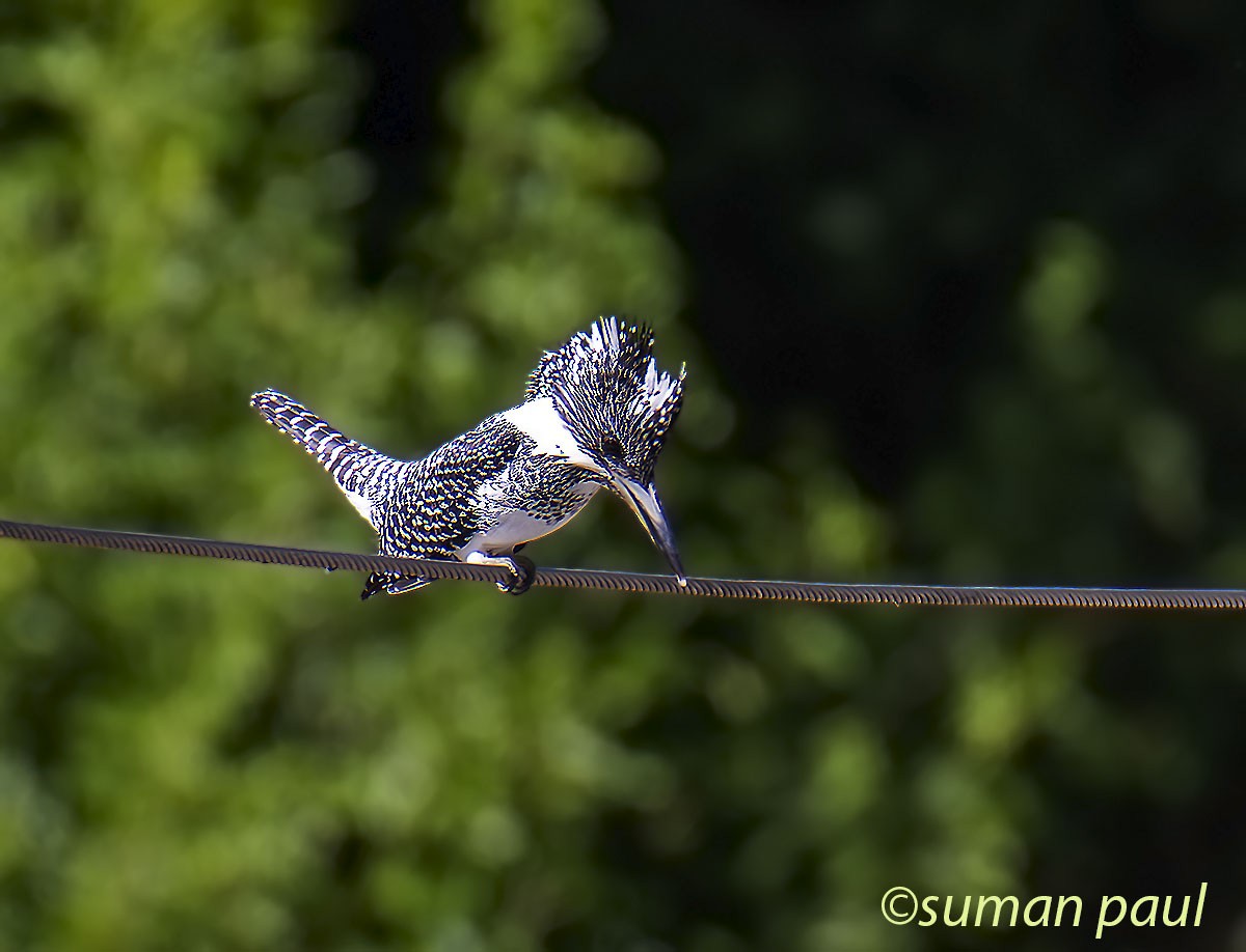 Crested Kingfisher - ML610723326