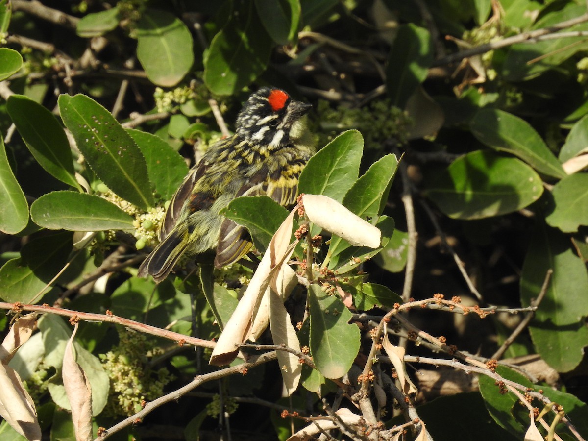 Red-fronted Tinkerbird - Suebsawat Sawat-chuto