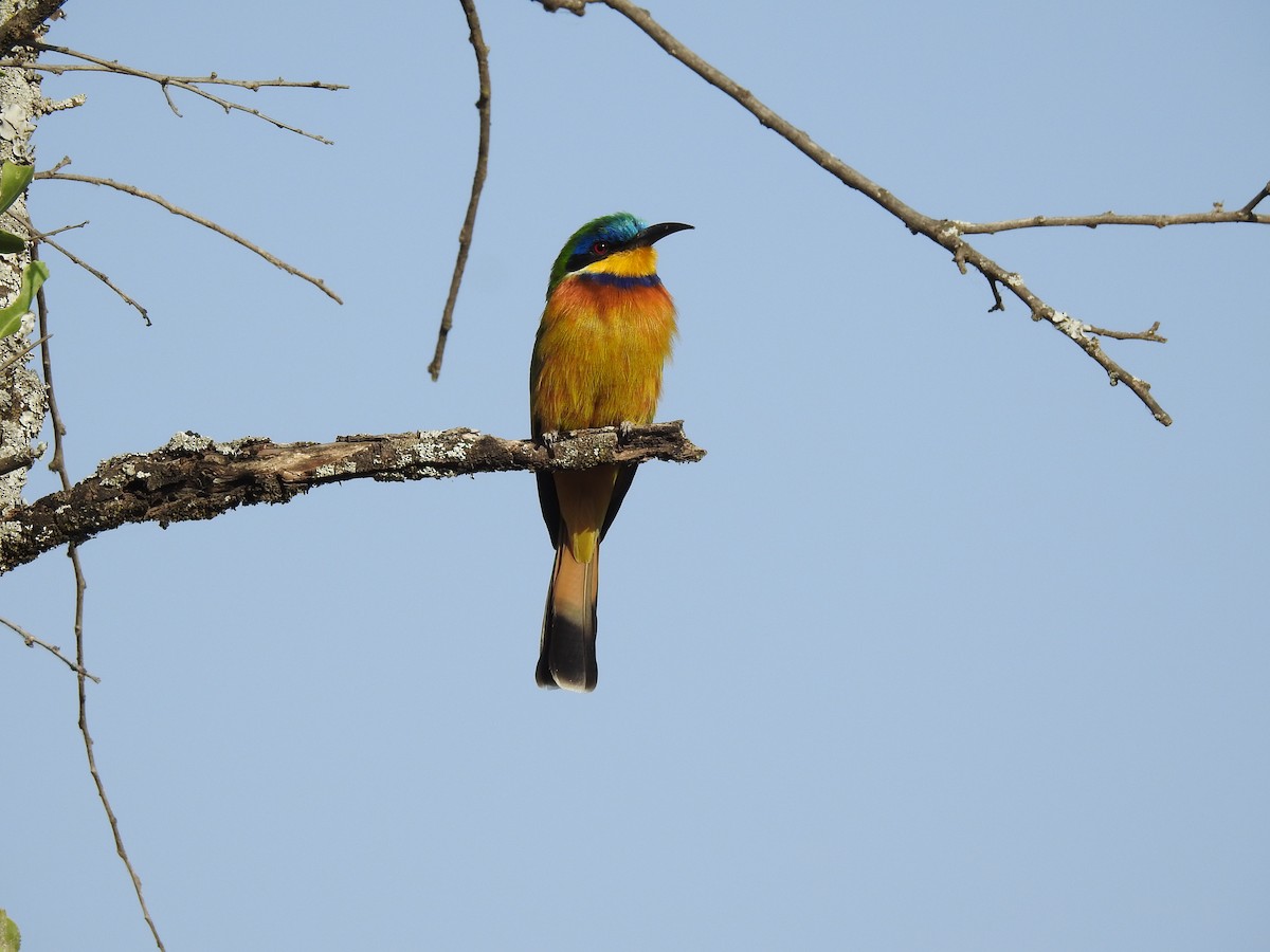 Ethiopian Bee-eater - Suebsawat Sawat-chuto