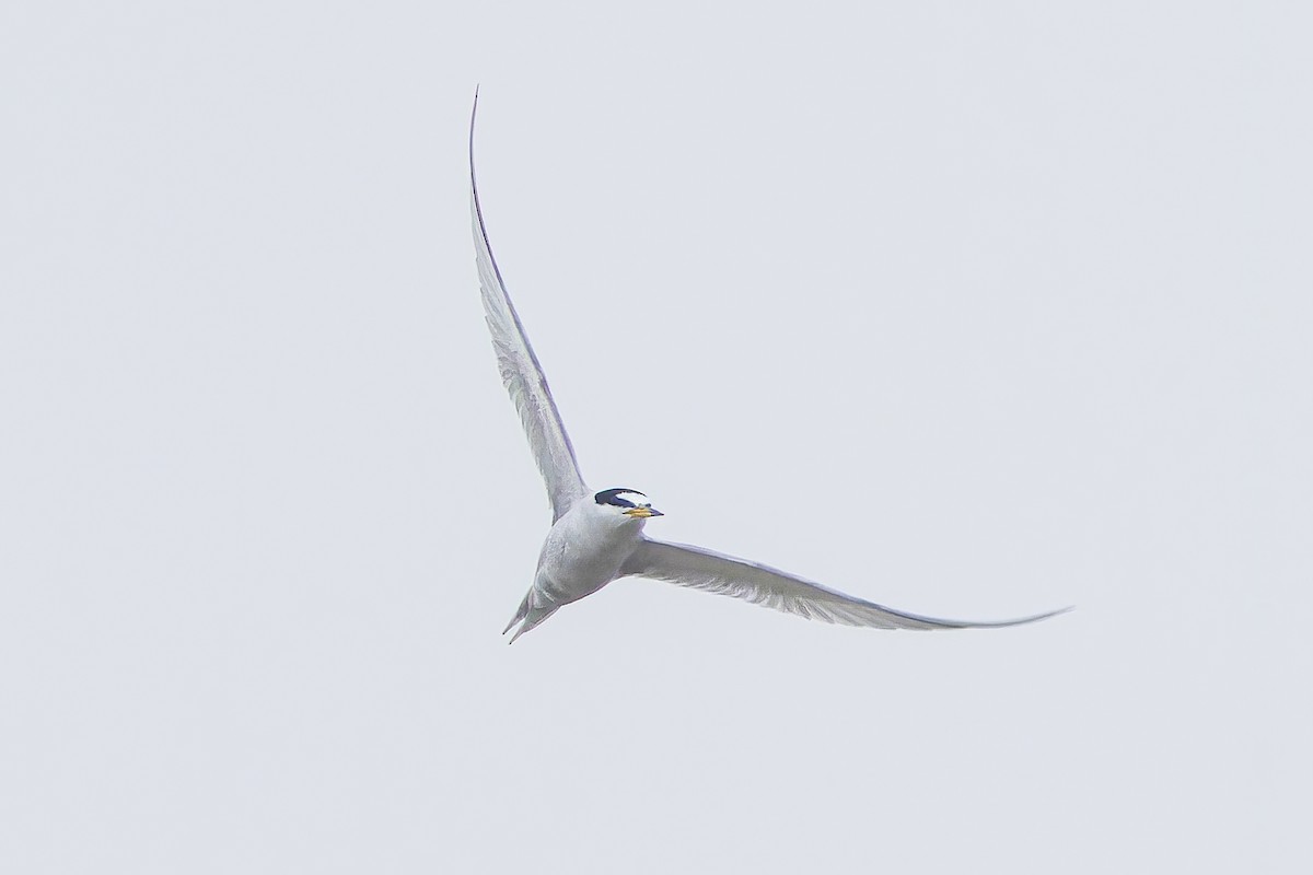 Peruvian Tern - ML610723553