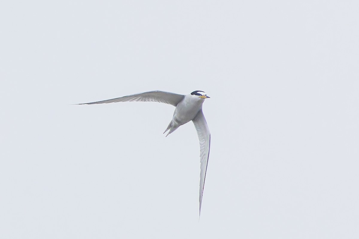Peruvian Tern - ML610723562
