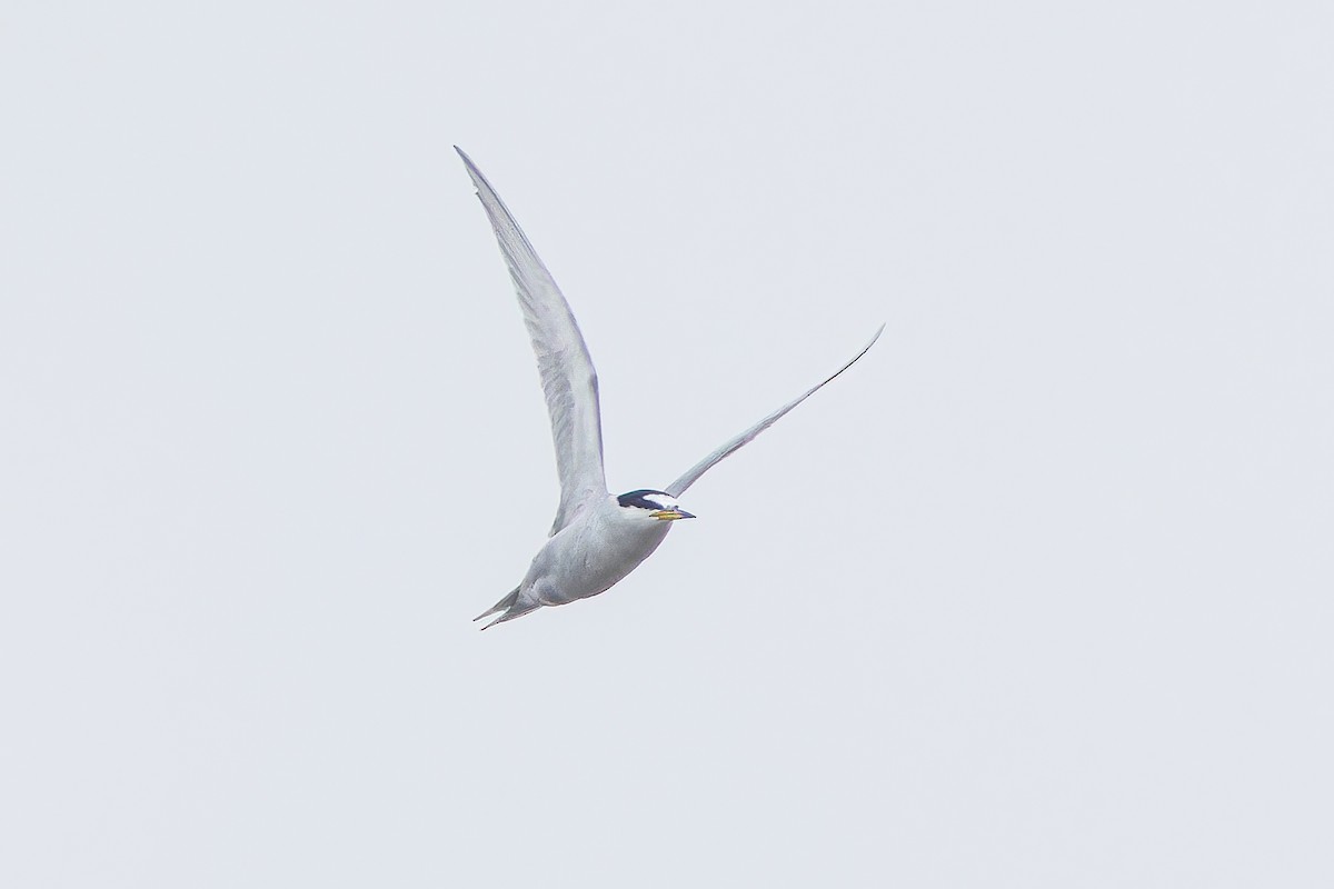Peruvian Tern - ML610723564