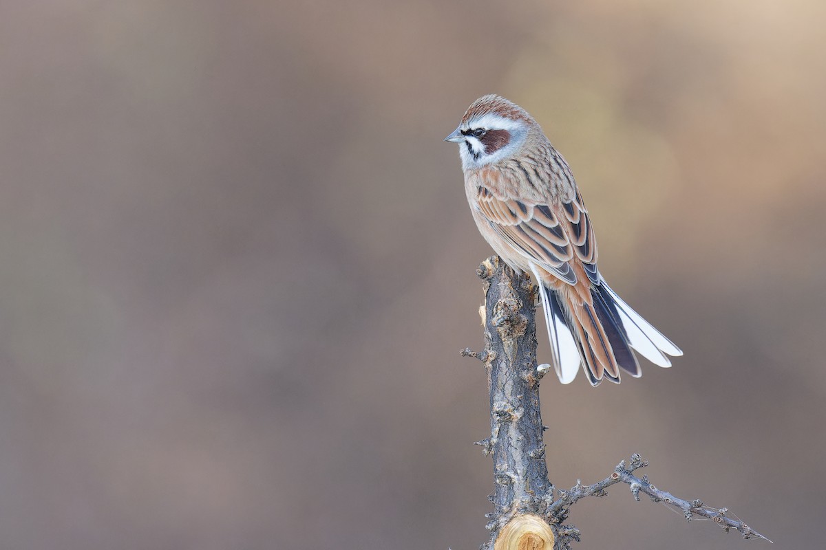 Meadow Bunting - Vincent Wang
