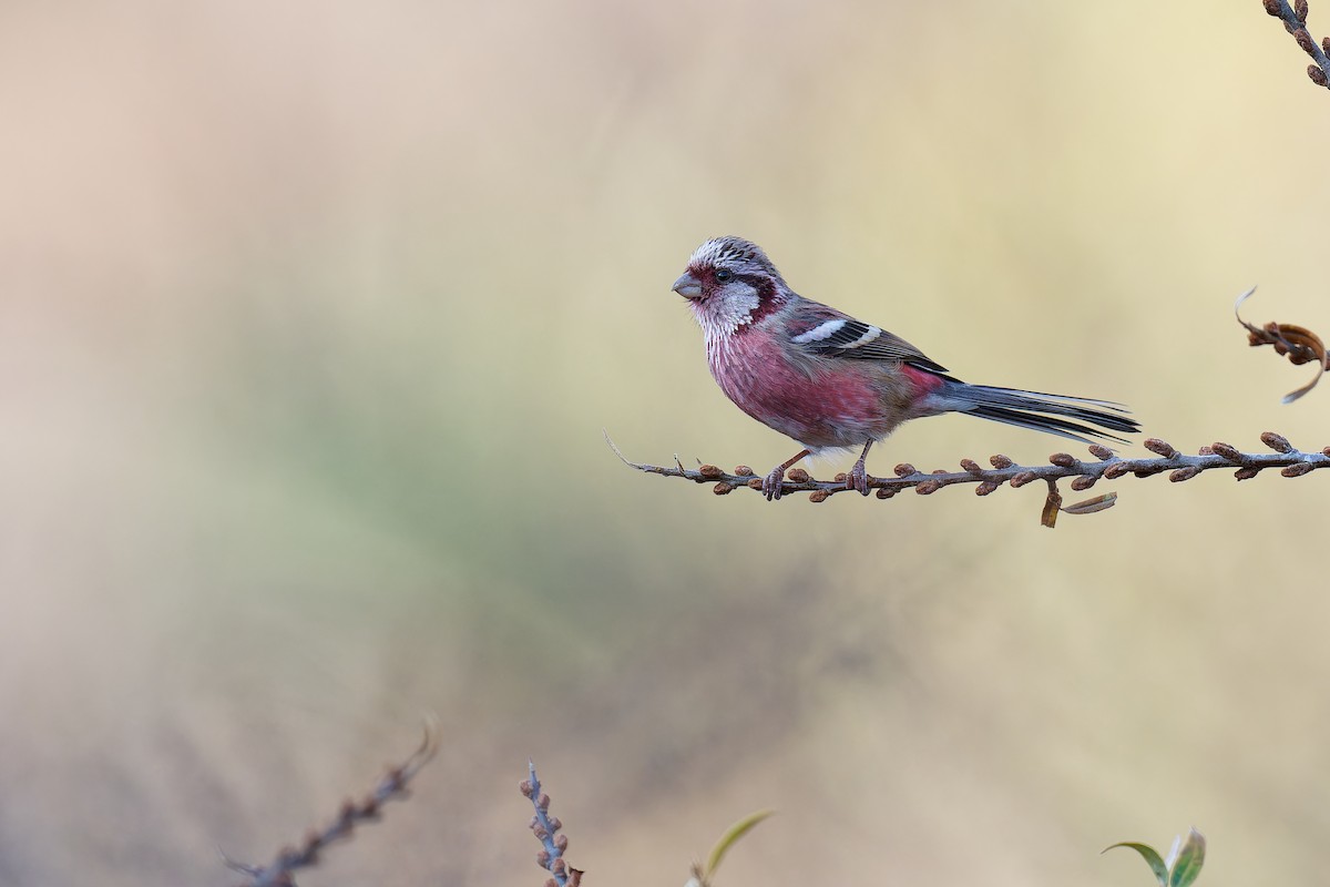 Long-tailed Rosefinch (Chinese) - ML610724017