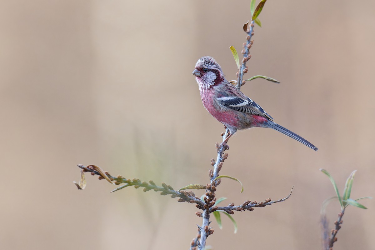 Long-tailed Rosefinch (Chinese) - ML610724018