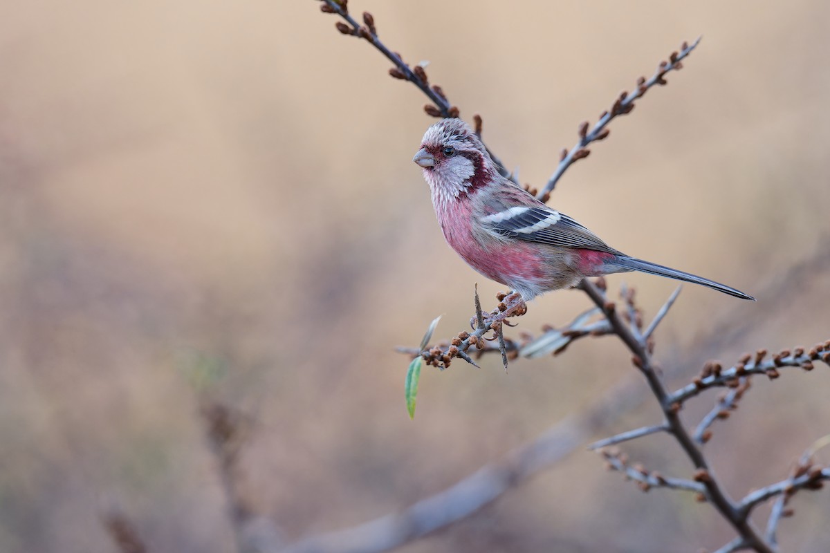 Long-tailed Rosefinch (Chinese) - ML610724019