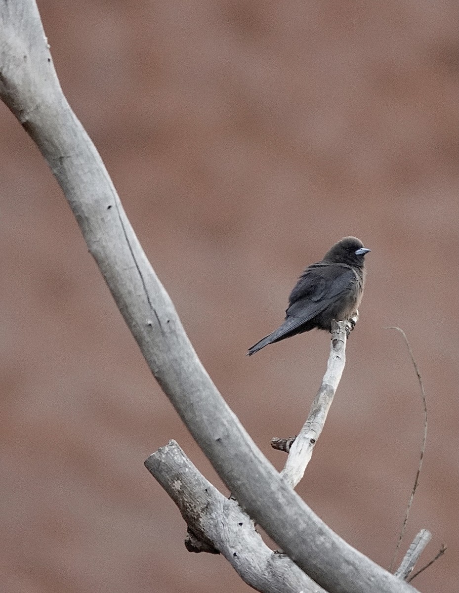 Little Woodswallow - Howie Nielsen