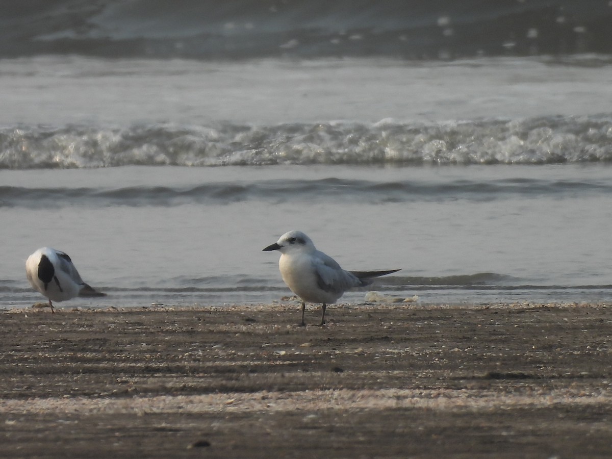 Gull-billed Tern - Chandrika Khirani