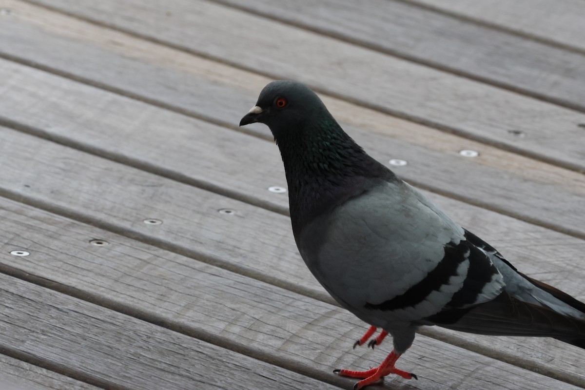 Rock Pigeon (Feral Pigeon) - ML610724244