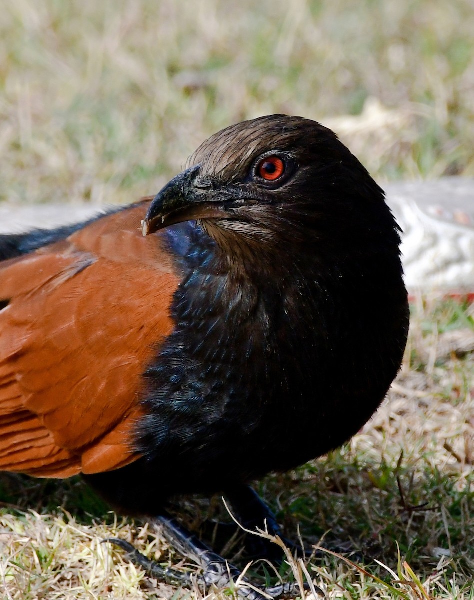 Greater Coucal - ML610724343