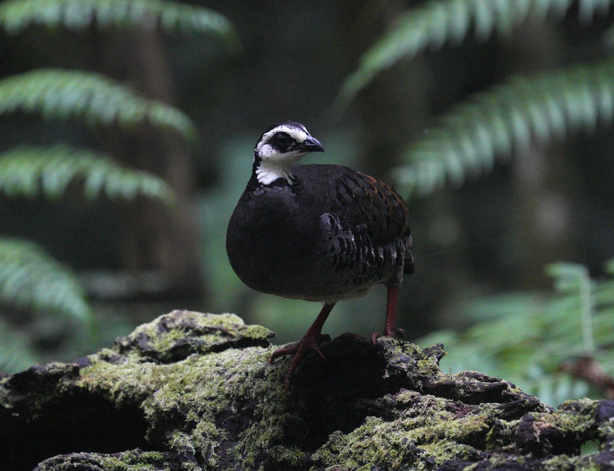 Gray-breasted Partridge - ML610724364
