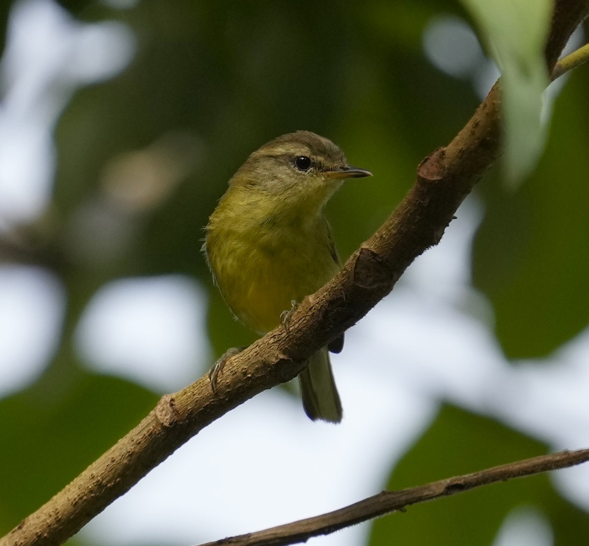 Timor Leaf Warbler (Flores) - Ethan Skinner