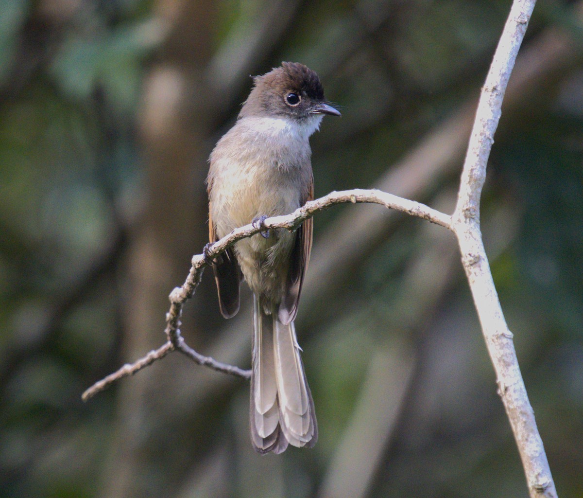 Brown-capped Fantail - Ethan Skinner