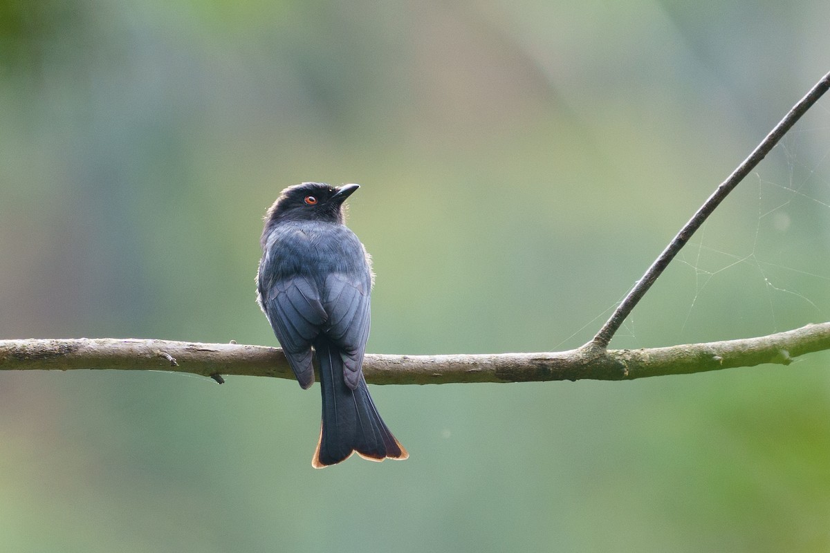 Square-tailed Drongo - ML610724727