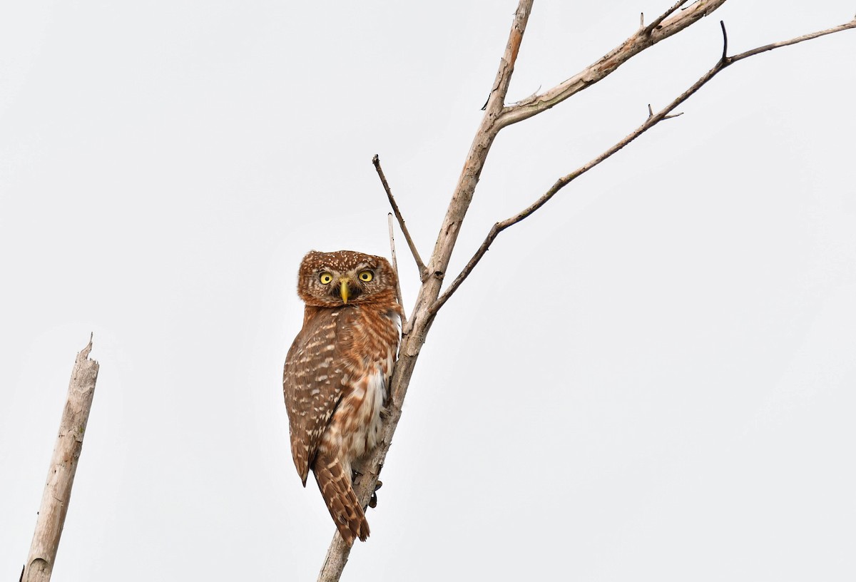 Cuban Pygmy-Owl - ML61072481