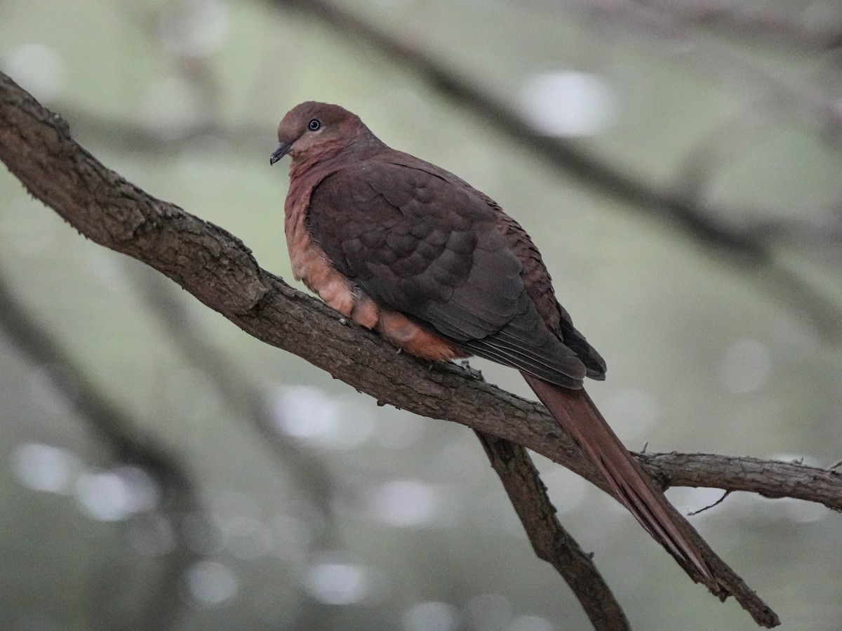 Brown Cuckoo-Dove - ML610724873