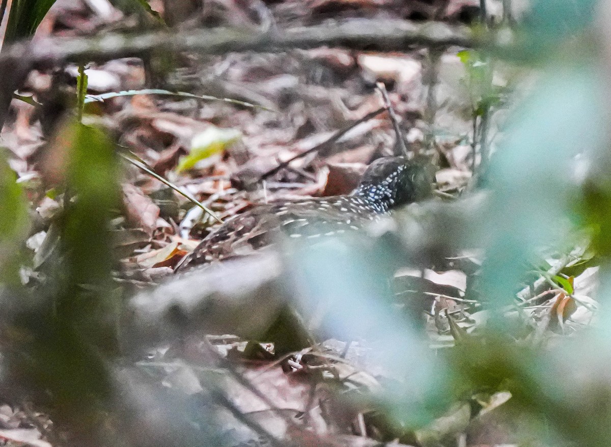 Black-breasted Buttonquail - ML610724915