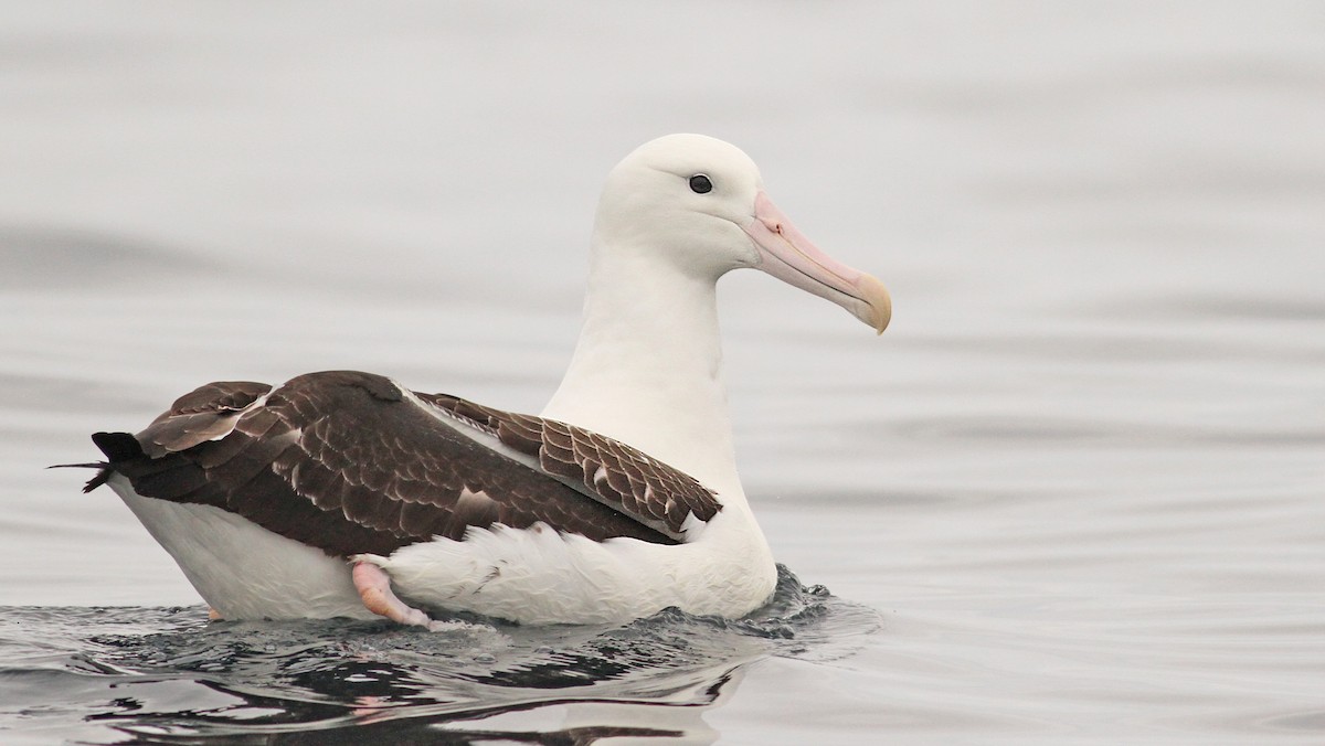 Northern Royal Albatross - Luke Seitz